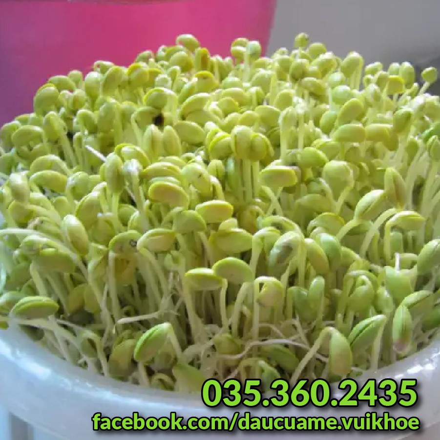 Đậu xanh  làm giá