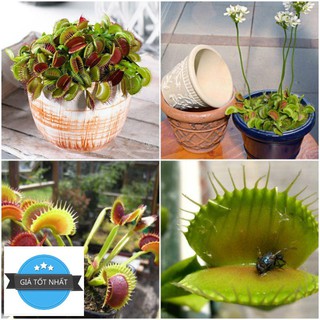 HG45A 5H - HẠT GIỐNG CÂY BẪY KẸP CÂY BẮT MỒI CÂY BẮT RUỒI