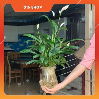 Cây Lan Ý thủy sinh để bàn - 12 x 12 x 50 Cm - Cây Mini & Chậu Trồng Cây Thủy Tinh