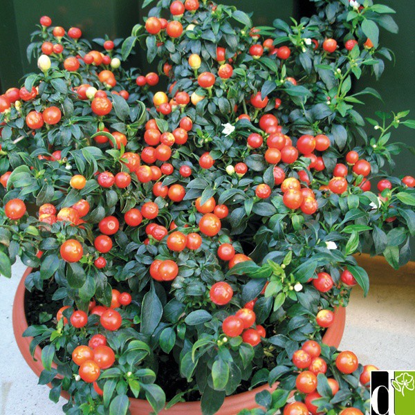 HẠT GIỐNG ỚT KIỂNG QUẢ TRÒN - GÓI 0,3 GRAM