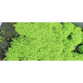 Rêu vỏ sò trang trí cho chậu bonsai tiểu cảnh