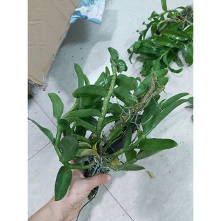 Trầm trắng bảng nhiều thân