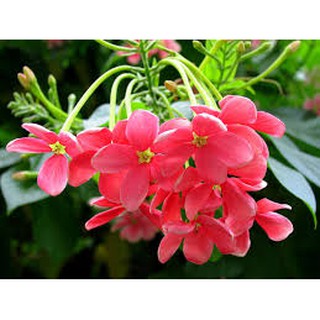 hoa sử quân tử ( hạt giống 500g)