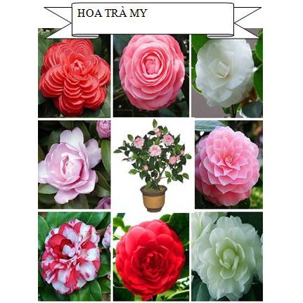 [Rẻ Vô Địch] hạt giống Trà Mi Nhật mix
