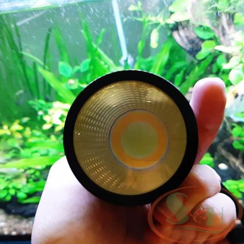Đèn led rọi chiếu điểm 3 chế độ màu 3W, 5W, 7W rọi bể cá tép biotop bán cạn