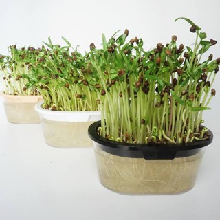 Hộp trồng Rau mầm Hữu Cơ Thuỷ Canh Tiện lợi Vitahiro - Rau muống (Water Spinach)