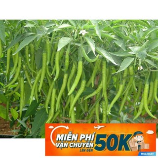 30 Hạt giống Ớt đậu đũa