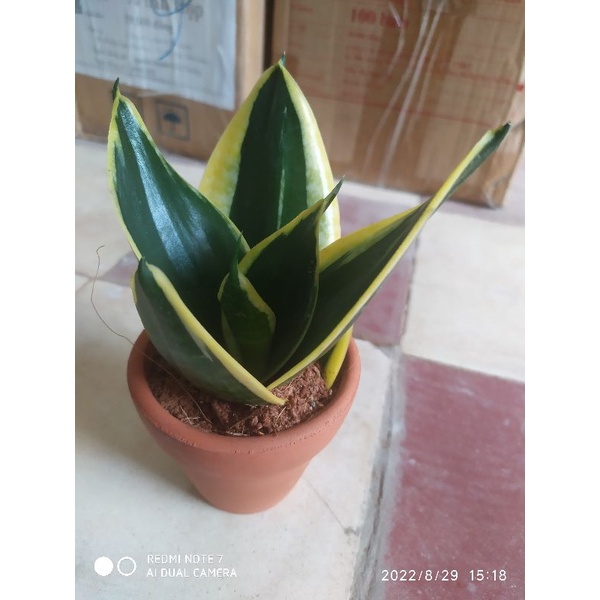 Cây lưỡi hổ thái lùn - búp sen cây con