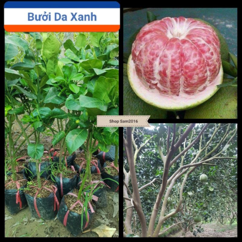 Cây Bưởi Da Xanh Trồng Chậu