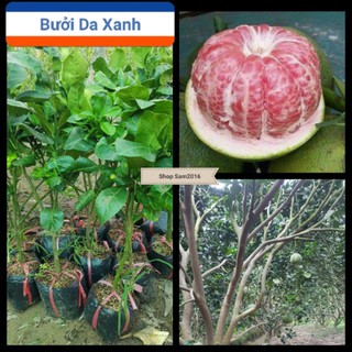 Cây Bưởi Da Xanh Trồng Chậu