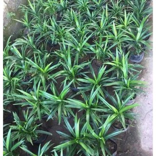 Combo 5 Cây Dứa Thơm Giống/ Cây Lá Nếp Thơm, mua 10 tặng 1