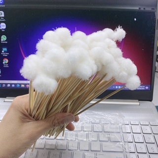 Bông Ngoáy Tai - cây bông ráy tai (5-10 cây)