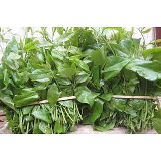 CÂY GIỐNG RAU NGÓT RỪNG-CAM KẾT GIỐNG CHUẨN F1