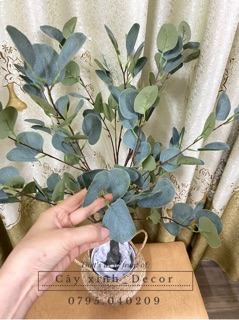 Cây Bạch đàn cao cấp