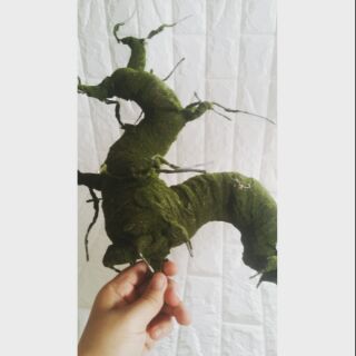 Gốc cây bonsai dáng rồng