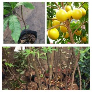 Combo 2 cây sung mỹ 1 cây vú sữa hoàng kim