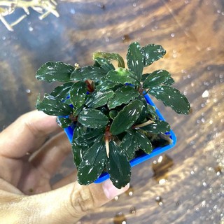 Bucep tím - Cây thủy sinh cao cấp cho hồ thủy sinh, hồ cá