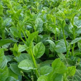 Hạt giống Mồng Tơi Xanh
