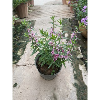 Hoa violet - hoa trồng ban công