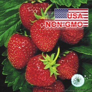 Hạt Giống Dâu Tây Ngọt Lâu Năm Temptation [Gói 10 Hạt]