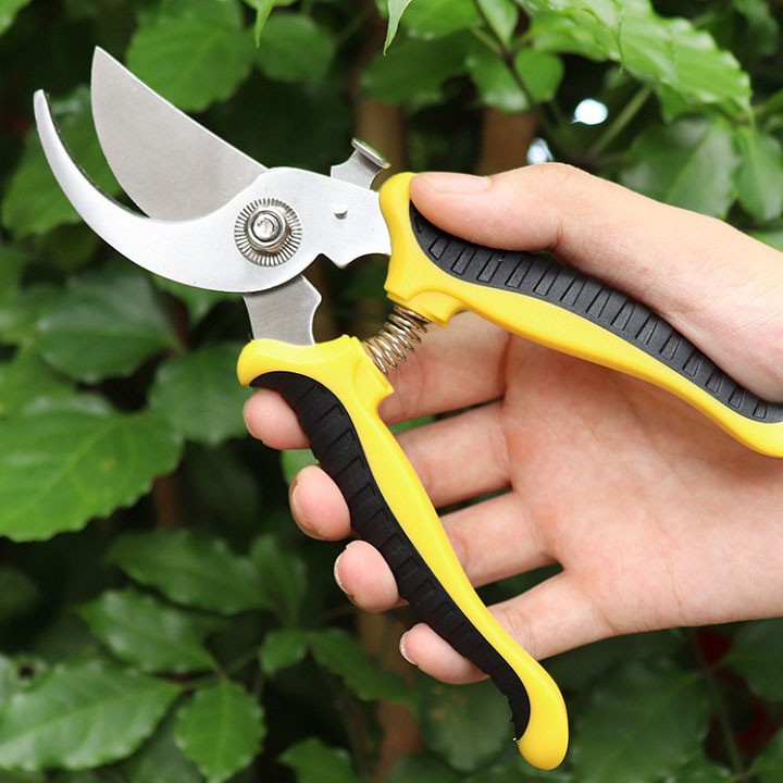 Kéo cắt tỉa cành cây