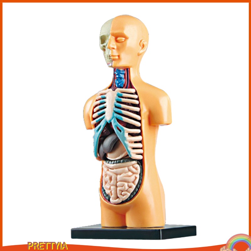 Mô Hình Cơ Thể Người 3D DIY Độc Đáo