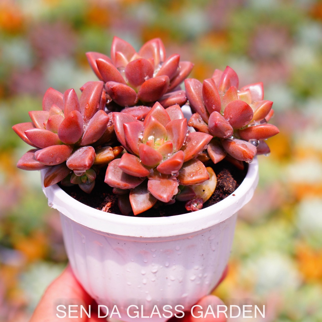 Sen đá đá đỏ chậu treo 8cm GLASS GARDEN giống hình, Bao Khỏe, Lỗi 1 đổi 1