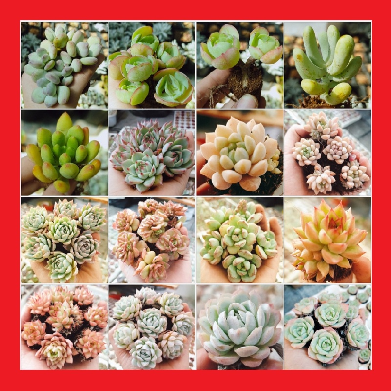 Sen đá giống mới size mini 🔥FREE SHIP🔥 Xuất xứ Đà Lạt, đã thuần khí hậu