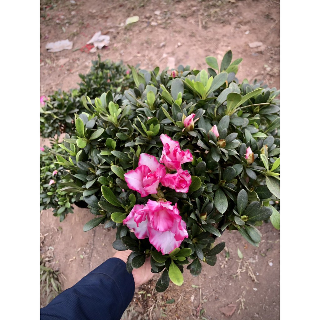 Cây Hoa đỗ quyên 2 màu song hỉ (không có hoa)