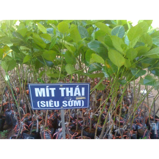 cây mít thái siêu sớm