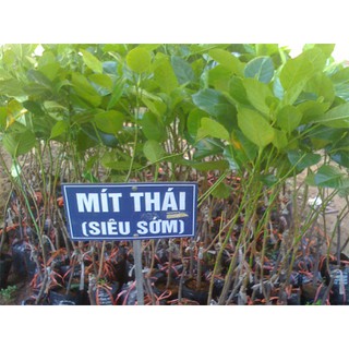 Cây Giống Mít Thái Siêu Sớm Siêu - Siêu Năng Suất - Dễ Trồng, Chăm Sóc