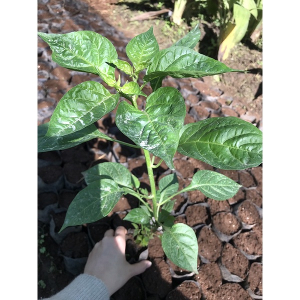 Cây ớt mắc nhất thế giới thuần chủng Aji charapita Dài 25 30 cm chưa tính bầu đất 4 tháng tuổi