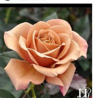 Koko loko rose