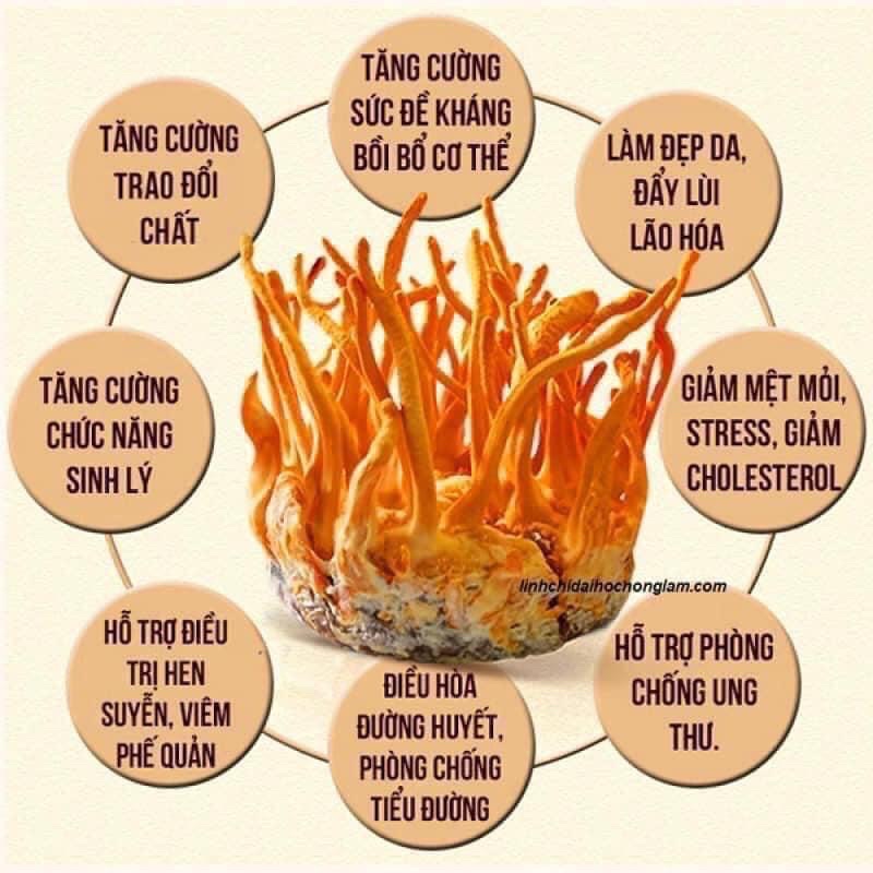 GIÁ SỐC:  Nước Đông Trùng Hạ Thảo Cao Cấp Hàn Quốc, Hộp Vàng 30 Gói x 70ml