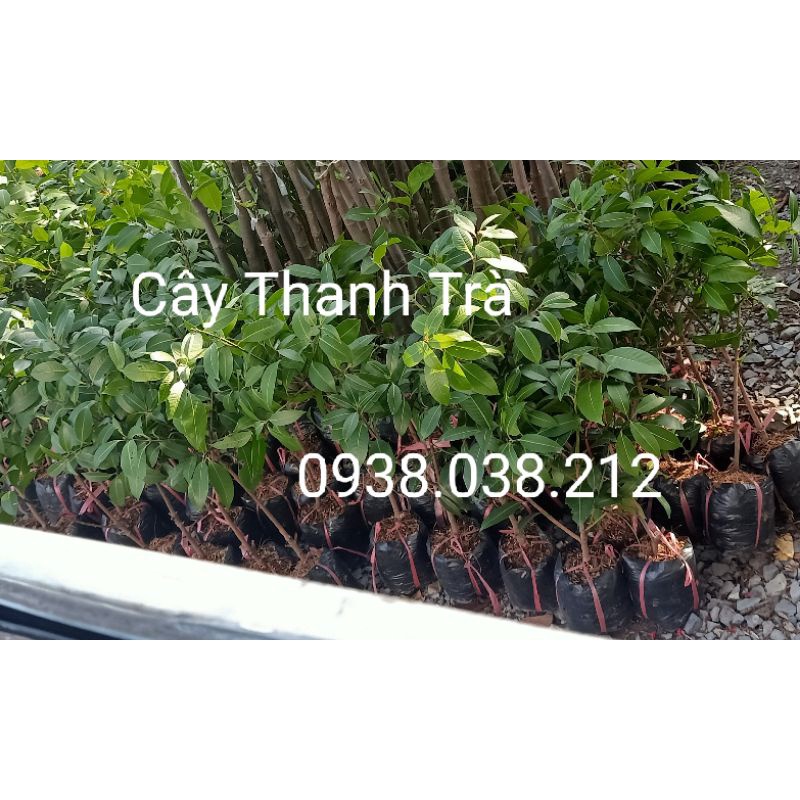 CÂY GIỐNG THANH TRÀ