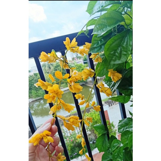 cây giống lan hoàng dương