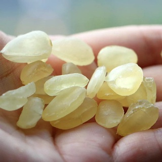 Hạt bồ mễ khô - Tấn Phát