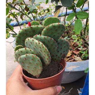 Xương rồng tai thỏ lớn