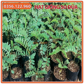 Hạt giống cây so đũa - gói 50 gam