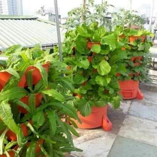 Tháp trồng rau hữu cơ Eco(tháp trồng rau thông minh) tại HCM