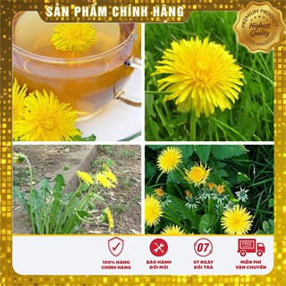 Hạt giống hoa Bồ công anh goi 50 Hạt