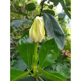 cây chi tử ( dành dành 6 cánh) 2cây