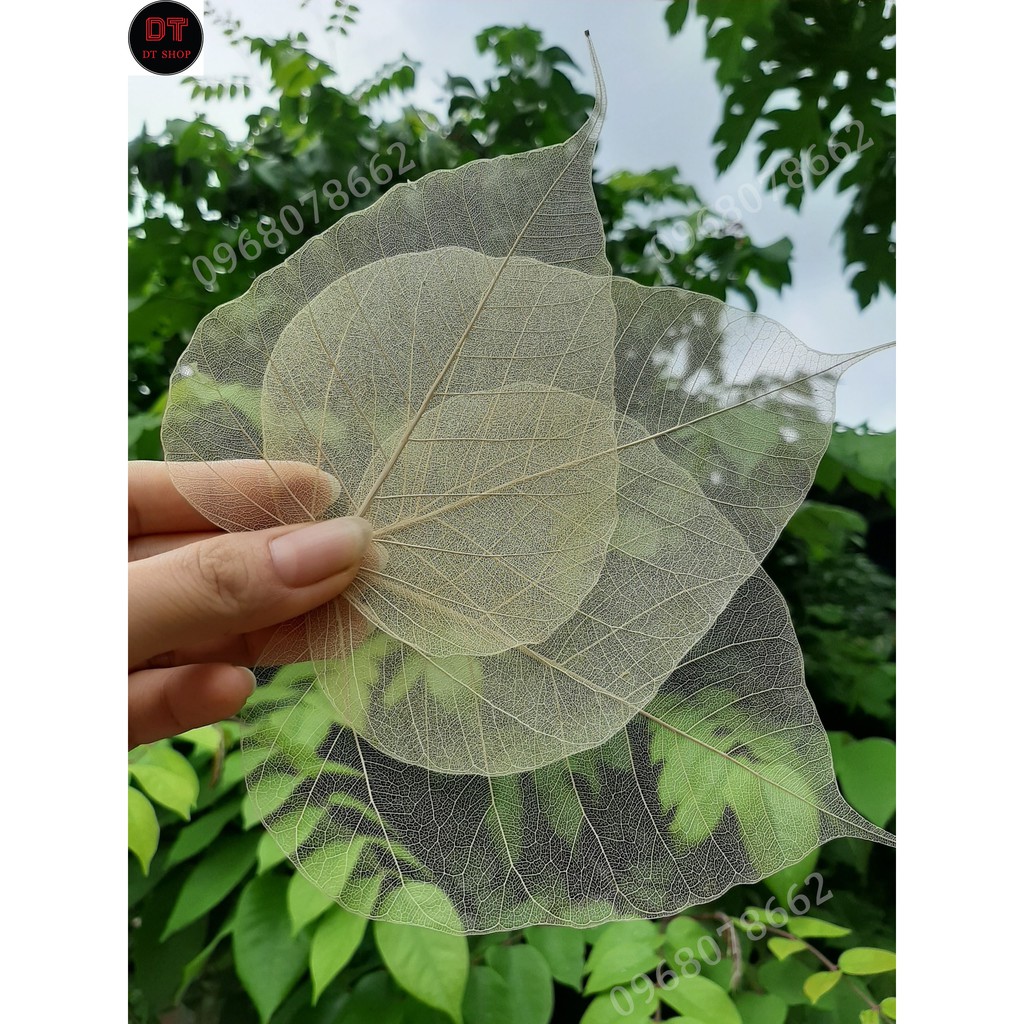 Set 50 xương lá bồ đề tặng 2 lá