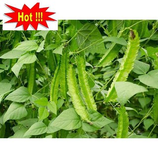HẠT GIỐNG ĐẬU RỒNG CAO SẢN F1 GÓI 5 GAM HẠT
