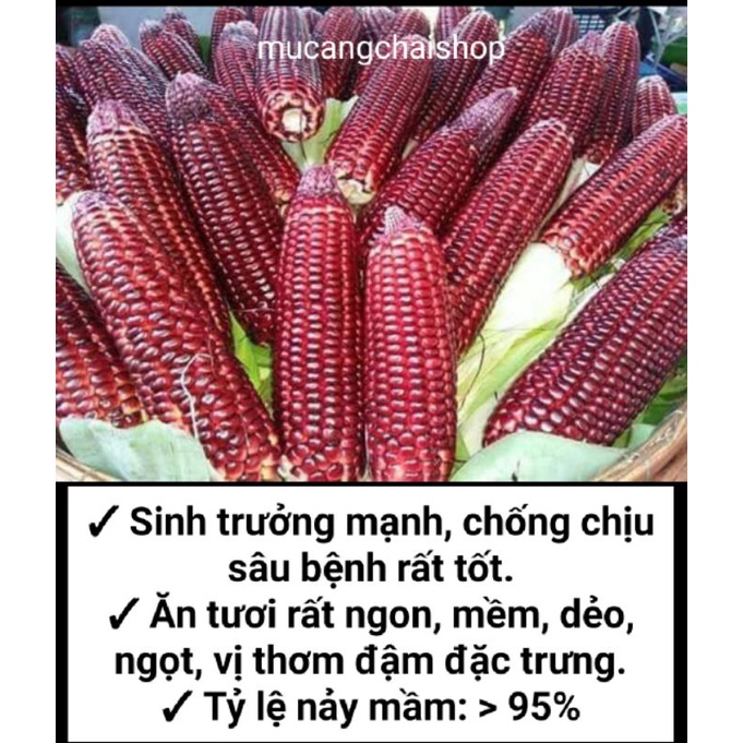 Hạt giống ngô, bắp đỏ, bắp nữ hoàng đỏ túi 20g