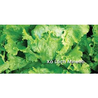Hạt giống rau xà lách chịu nhiệt minetto - xà lách Mỹ ăn giòn, ngọt gói 4g