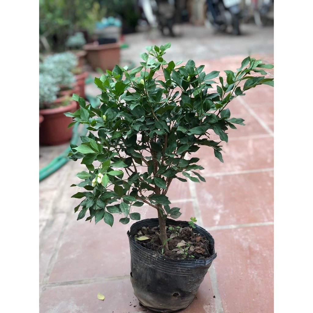 Cây nguyệt quế ra hoa quanh năm - THẾ GIỚI HOA CÂY CẢNH - cao 50-60 cm.