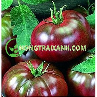 100H - HẠT GIỐNG CÀ CHUA SOCOLA QUẢ TO