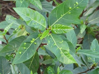 Lá sung tươi 300g