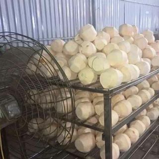 Dừa xiêm bến tre